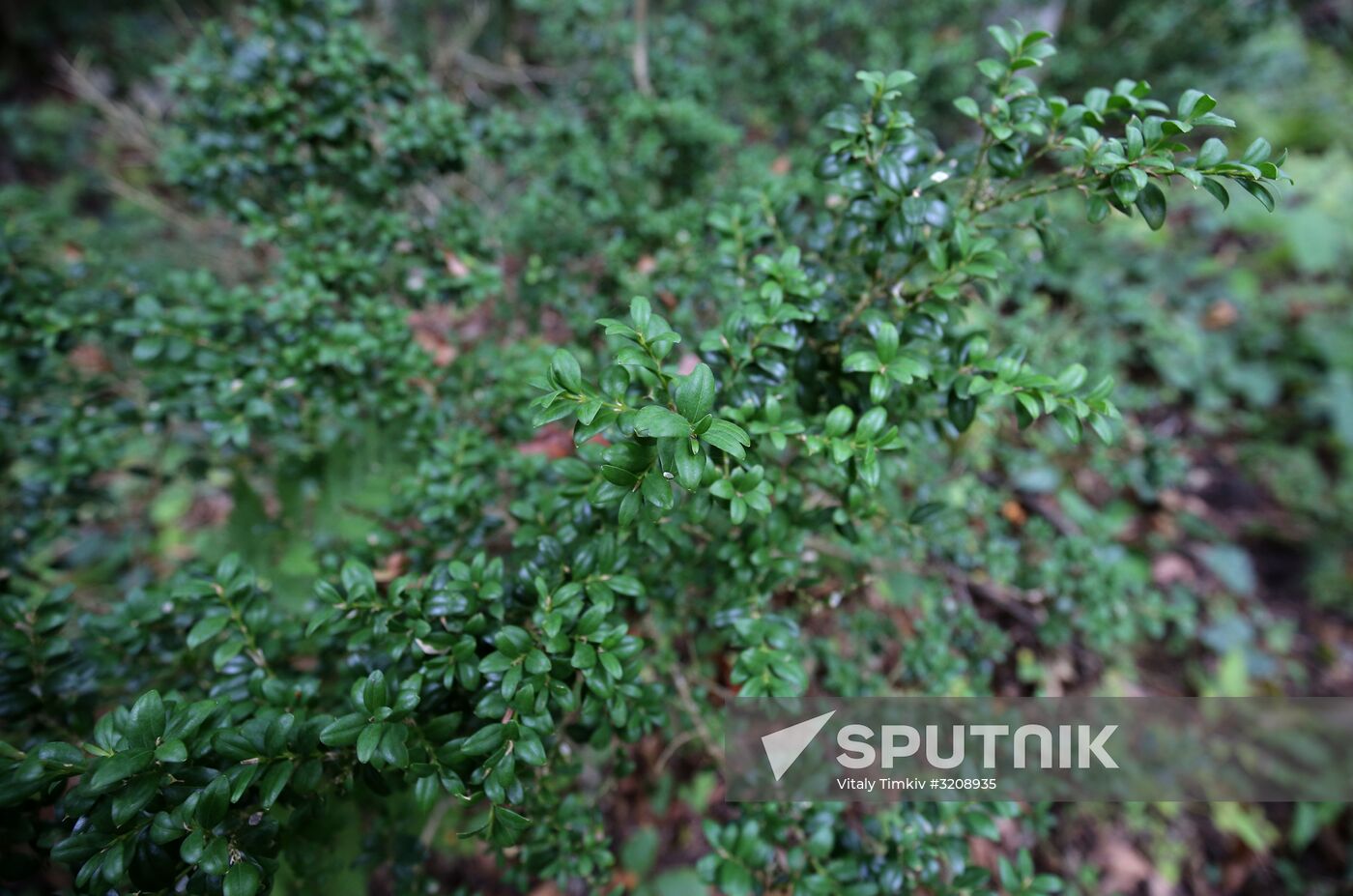 Planting boxwood in Adygea