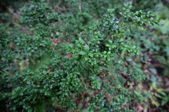 Planting boxwood in Adygea