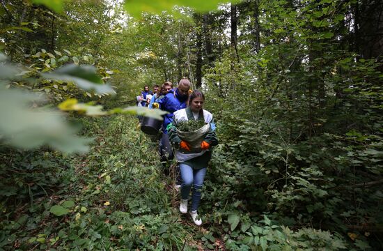 Planting boxwood in Adygea