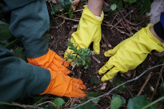 Planting boxwood in Adygea