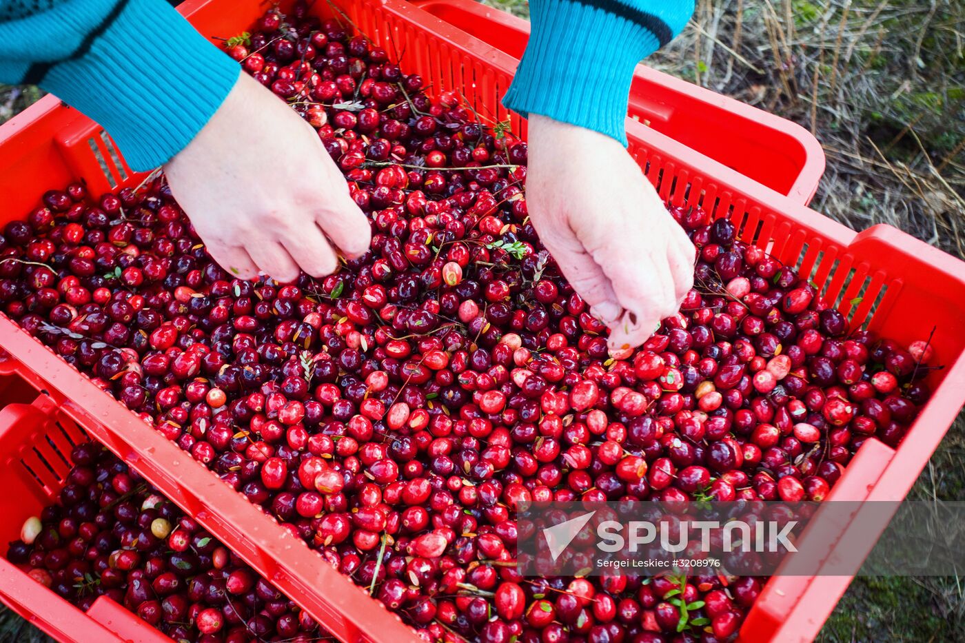 Collection of cranberries in Belarus