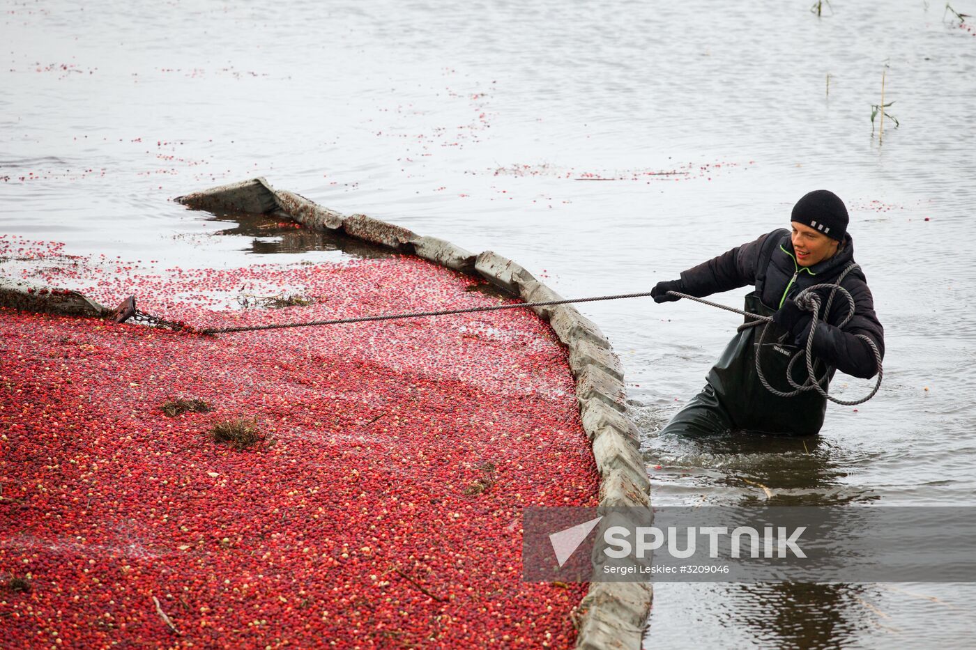 Collection of cranberries in Belarus