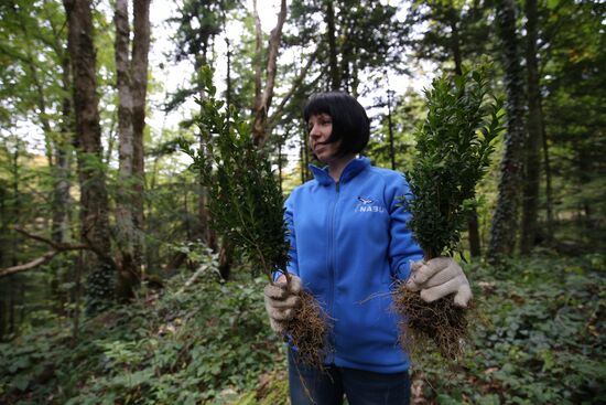 Planting boxwood in Adygea