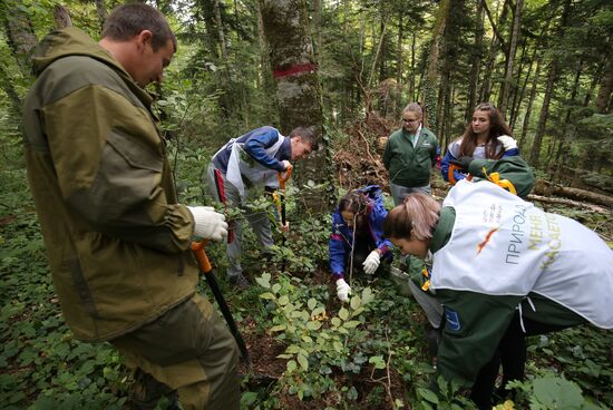 Planting boxwood in Adygea