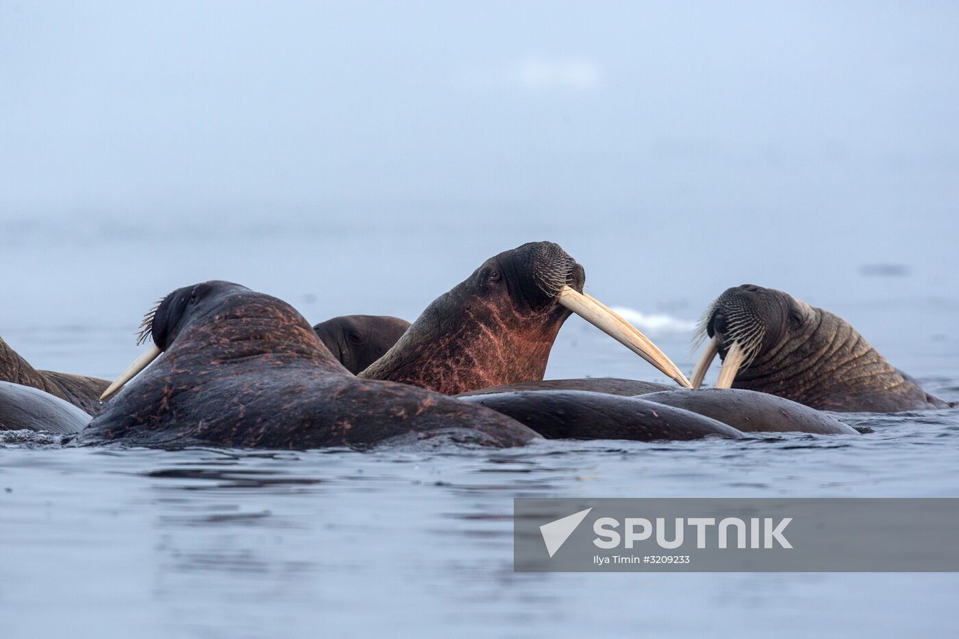 Franz Josef Land Archipelago