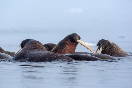 Franz Josef Land Archipelago