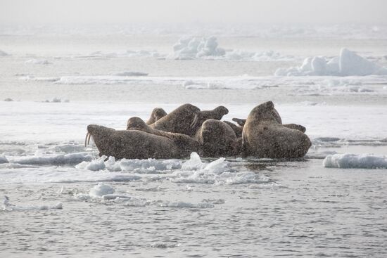 Franz Josef Land Archipelago