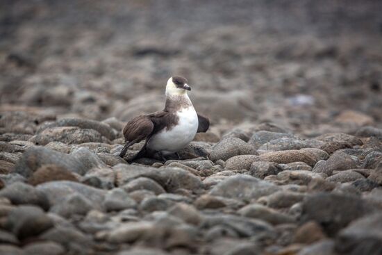 Franz Josef Land Archipelago
