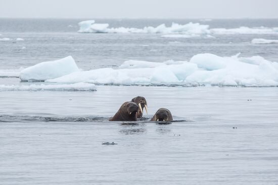 Franz Josef Land Archipelago