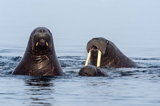 Franz Josef Land Archipelago
