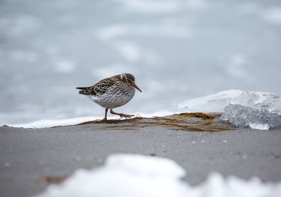 Franz Josef Land Archipelago