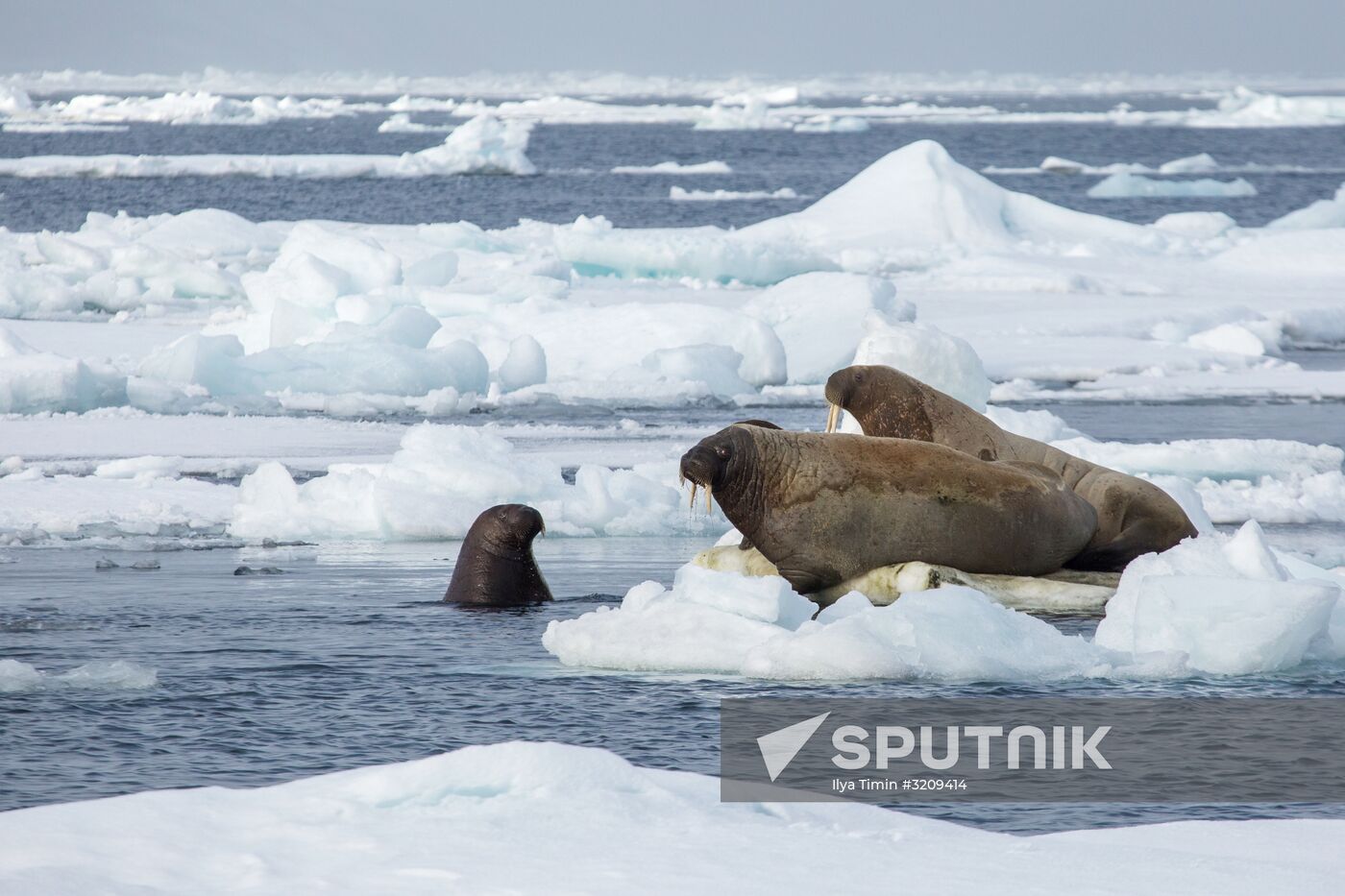 Franz Josef Land Archipelago
