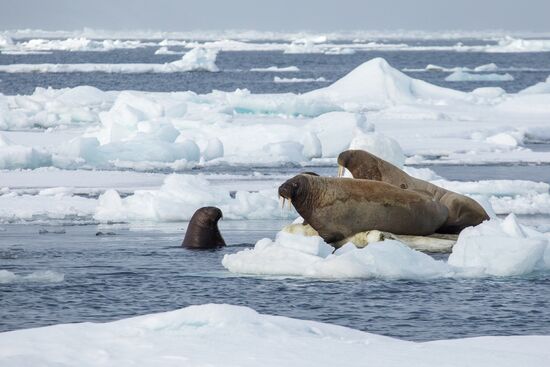 Franz Josef Land Archipelago
