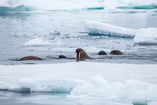 Franz Josef Land Archipelago