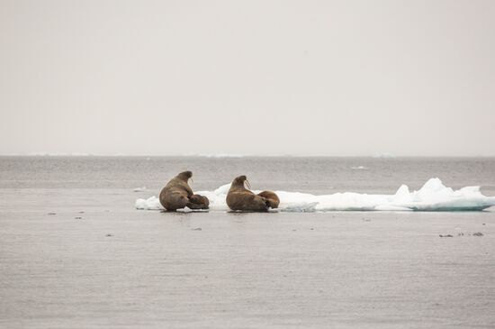Franz Josef Land Archipelago