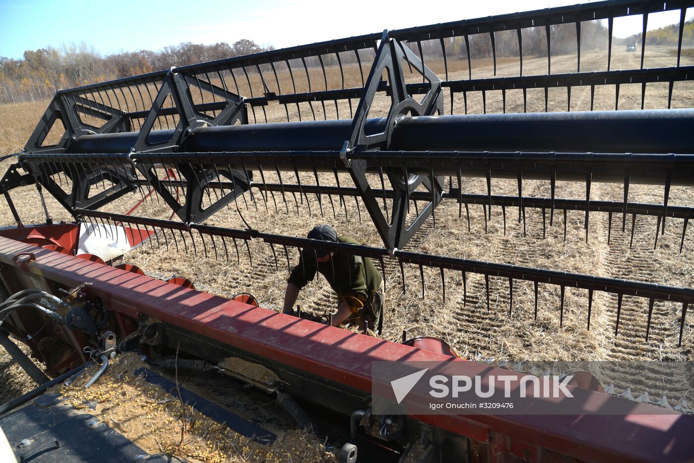 Harvesting soybeans in Khabarovsk Territory