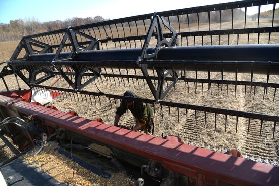Harvesting soybeans in Khabarovsk Territory