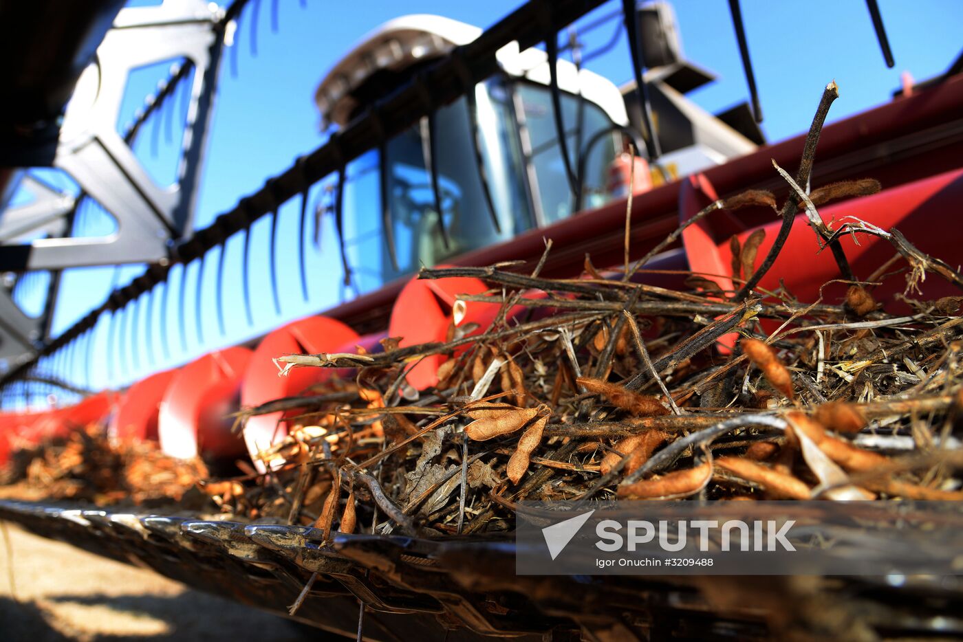 Harvesting soybeans in Khabarovsk Territory
