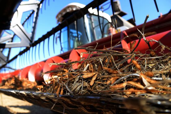 Harvesting soybeans in Khabarovsk Territory