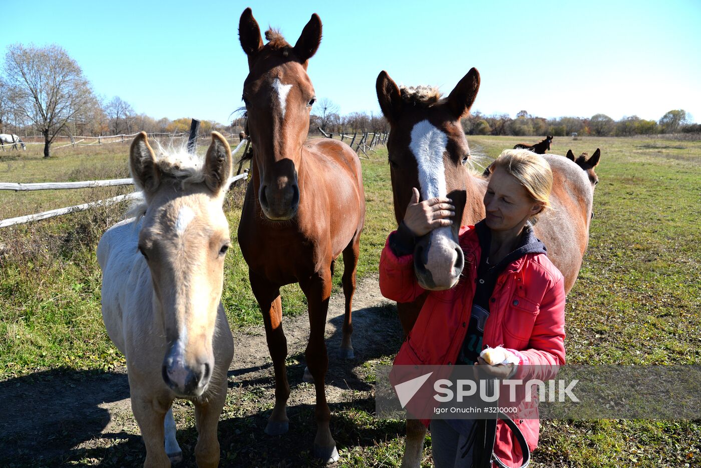 Horse breeding on Far Eastern Hectare land in Khabarovsk Territory