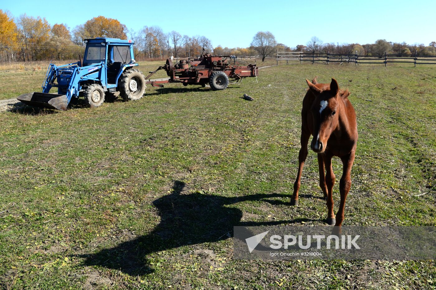 Horse breeding on Far Eastern Hectare land in Khabarovsk Territory