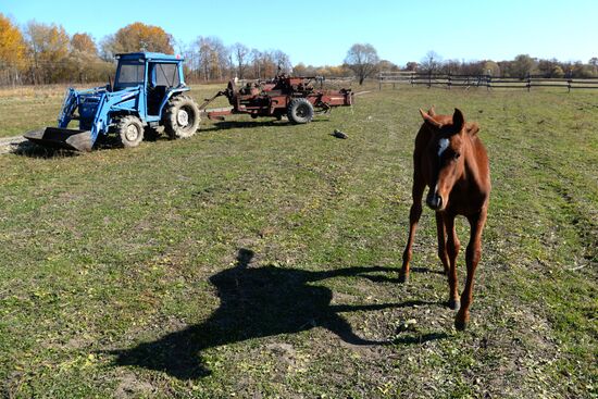 Horse breeding on Far Eastern Hectare land in Khabarovsk Territory