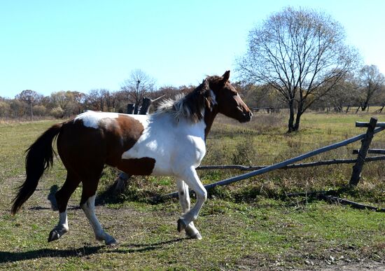 Horse breeding on Far Eastern Hectare land in Khabarovsk Territory