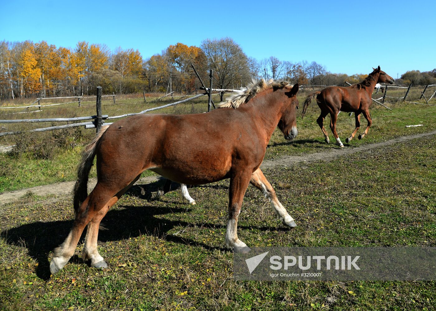 Horse breeding on Far Eastern Hectare land in Khabarovsk Territory