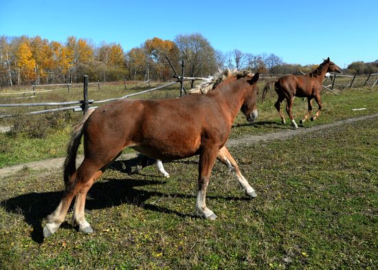 Horse breeding on Far Eastern Hectare land in Khabarovsk Territory