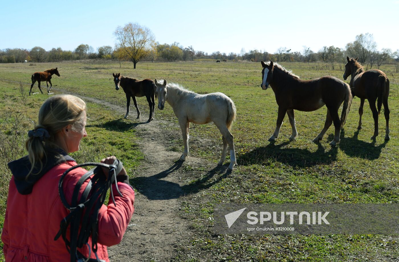 Horse breeding on Far Eastern Hectare land in Khabarovsk Territory