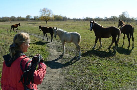 Horse breeding on Far Eastern Hectare land in Khabarovsk Territory