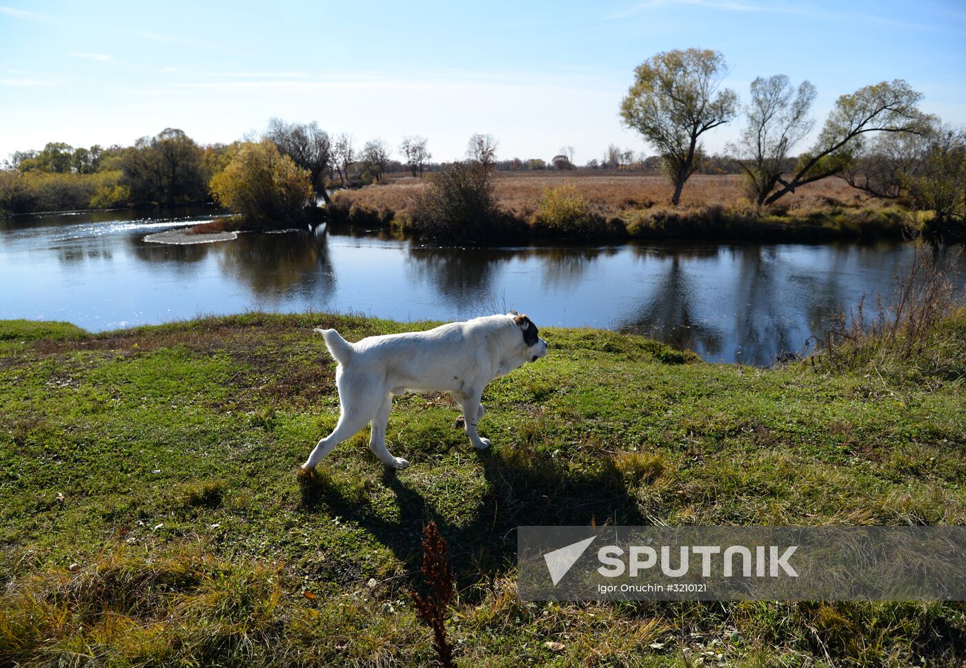 Horse breeding on Far Eastern Hectare land in Khabarovsk Territory