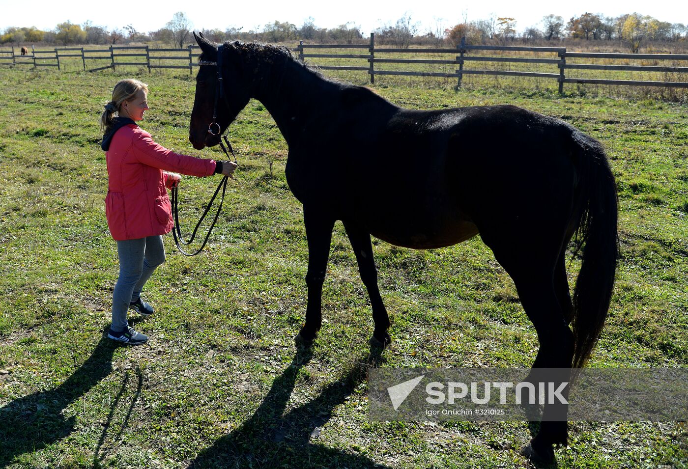 Horse breeding on Far Eastern Hectare land in Khabarovsk Territory