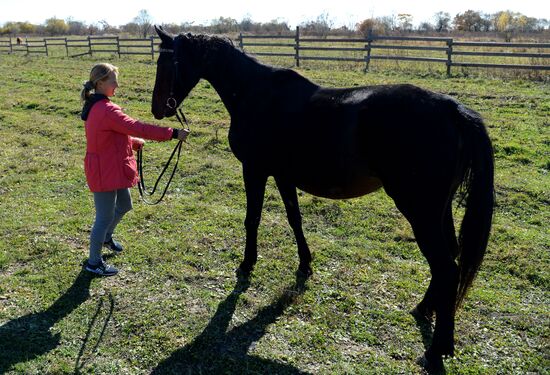 Horse breeding on Far Eastern Hectare land in Khabarovsk Territory