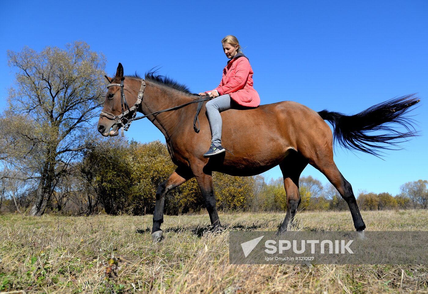Horse breeding on Far Eastern Hectare land in Khabarovsk Territory