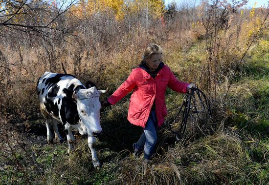 Horse breeding on Far Eastern Hectare land in Khabarovsk Territory