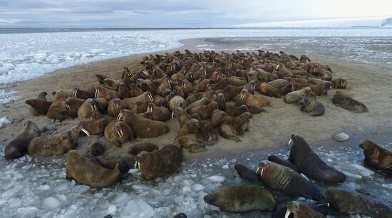 Franz Josef Land archipelago