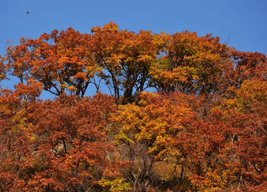 Autumn in Primorye Territory