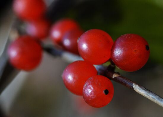 Fall in Primorye Territory