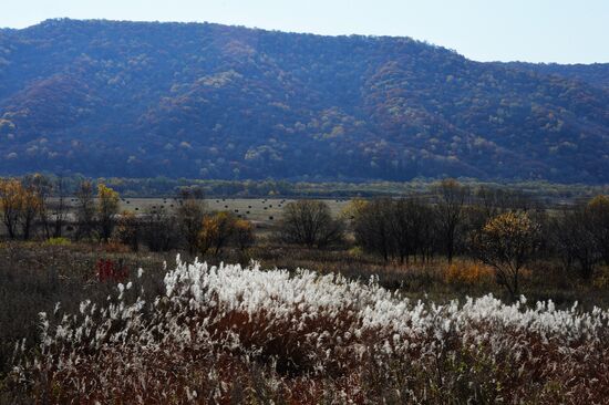Autumn in Primorye Territory