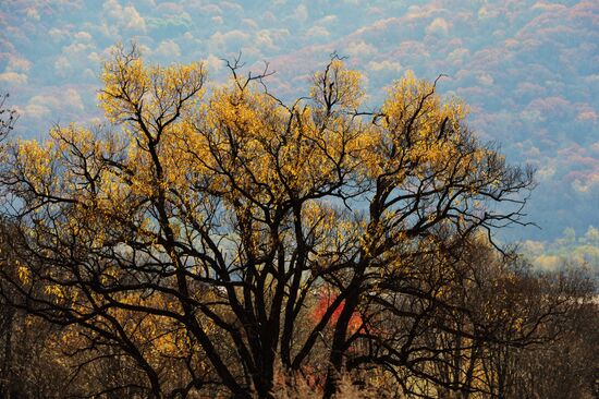 Autumn in Primorye Territory