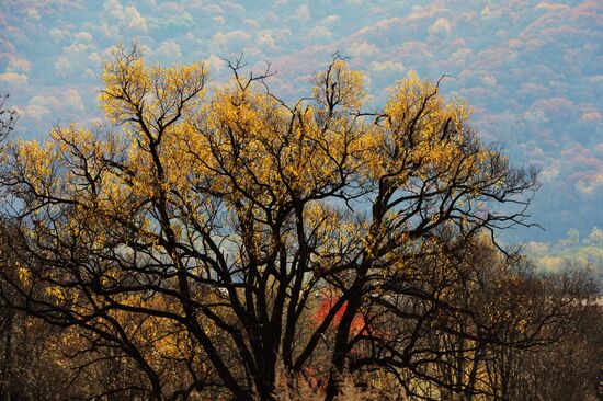 Autumn in Primorye Territory