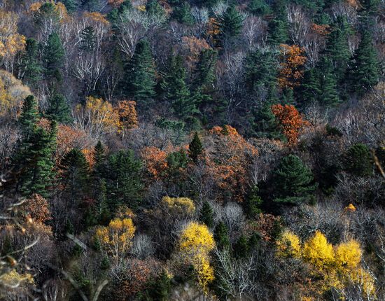 Autumn in Primorye Territory
