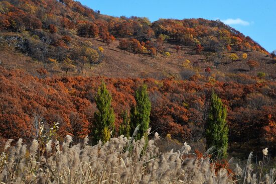 Autumn in Primorye Territory