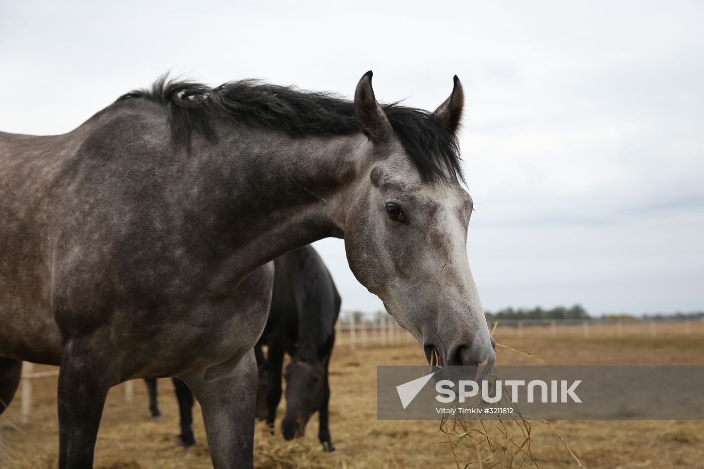 Voskhod Stud Farm in Krasnodar Region