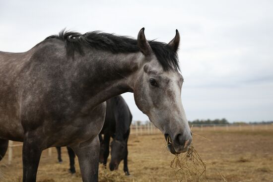 Voskhod Stud Farm in Krasnodar Region