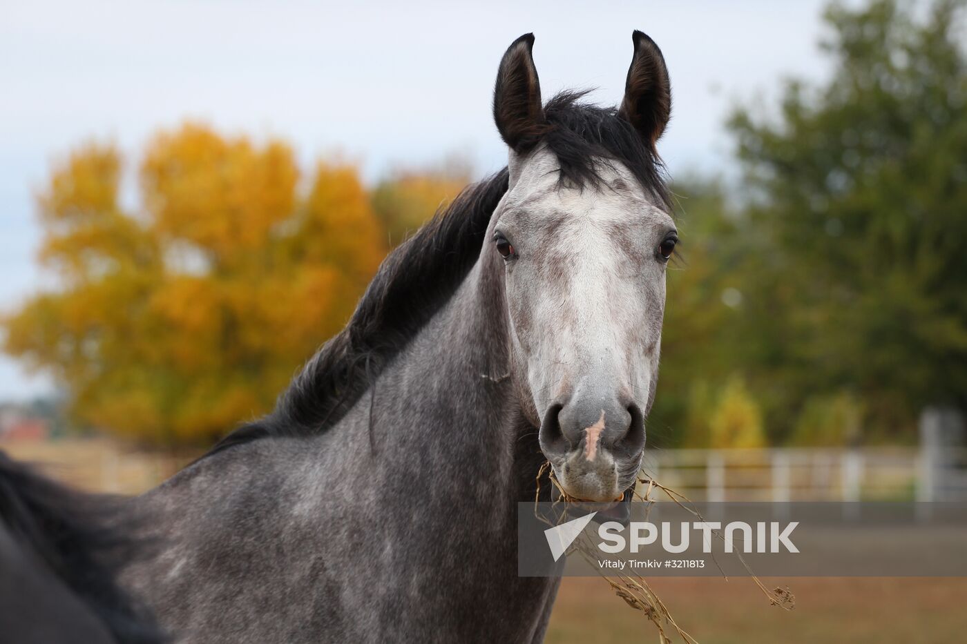 Voskhod Stud Farm in Krasnodar Region