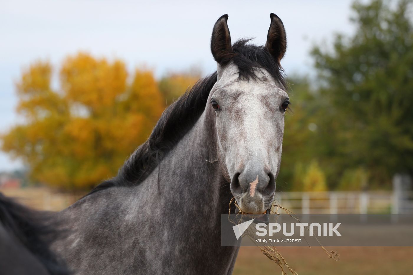 Voskhod Stud Farm in Krasnodar Region