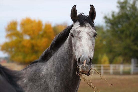 Voskhod Stud Farm in Krasnodar Region