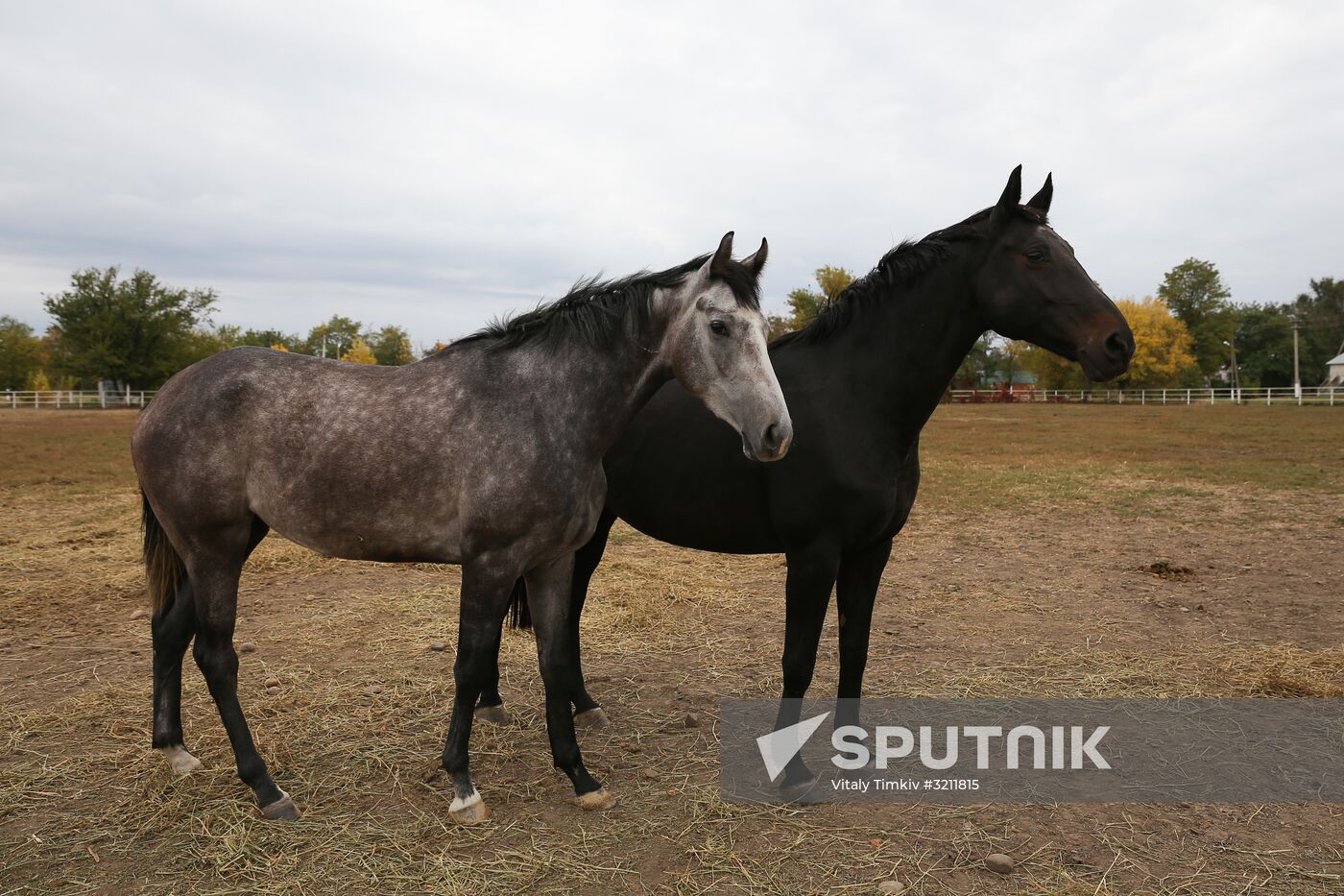 Voskhod Stud Farm in Krasnodar Region
